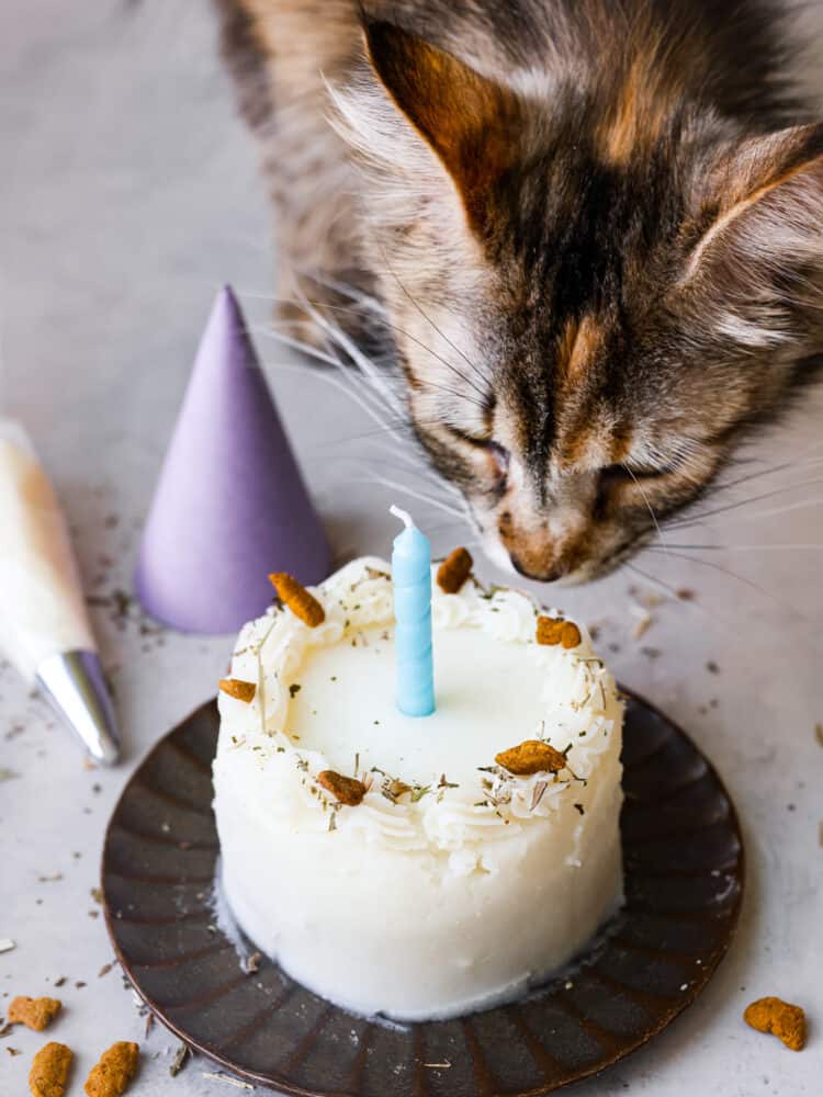 Want simple cat birthday party food ideas? Whip up these quick homemade treats for the big day.