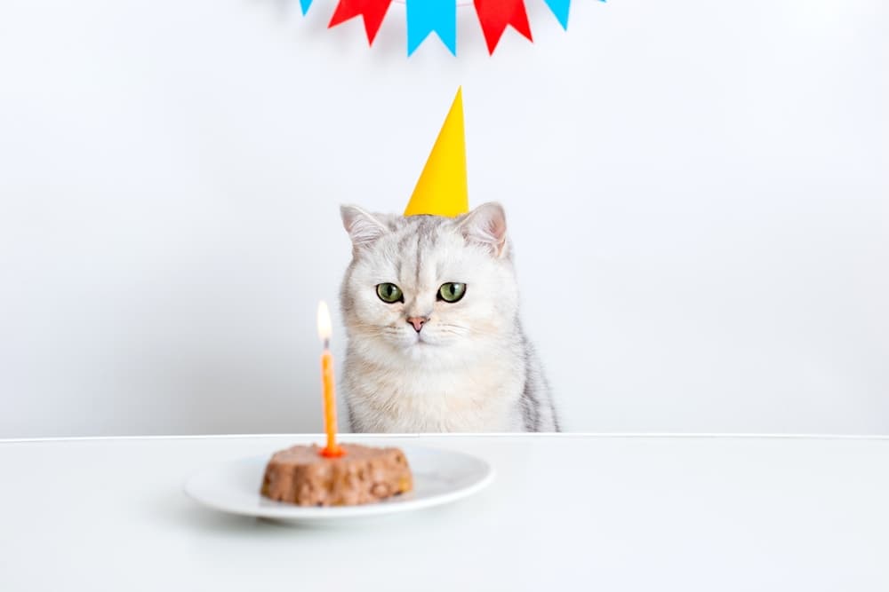 Want simple cat birthday party food ideas? Whip up these quick homemade treats for the big day.