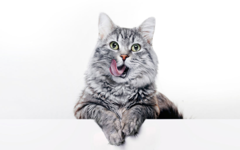 Easy Cat Party Food Ideas: Fun & Safe Snacks for Every Feline Guest