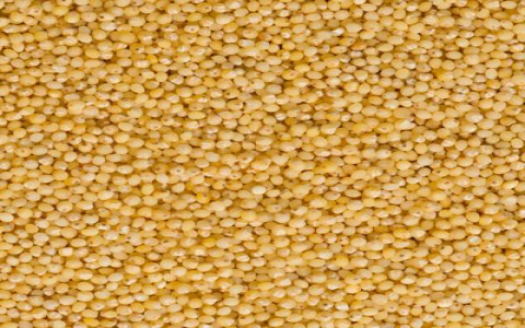 Millet Gluten Free or Not? Top 3 Things You Must Know!